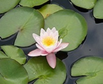 Lotus Flower
